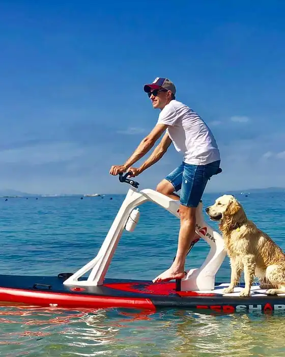 De hond gaat gewoon mee — Eigen beeld